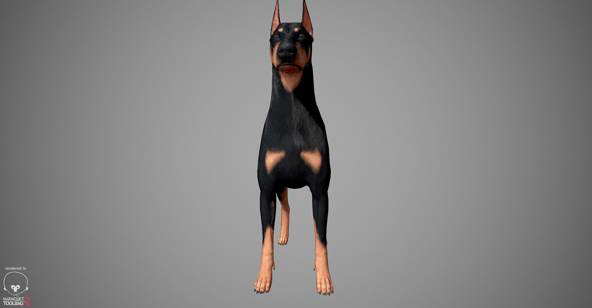 Doberman Real-Time Low-poly 3D model_4