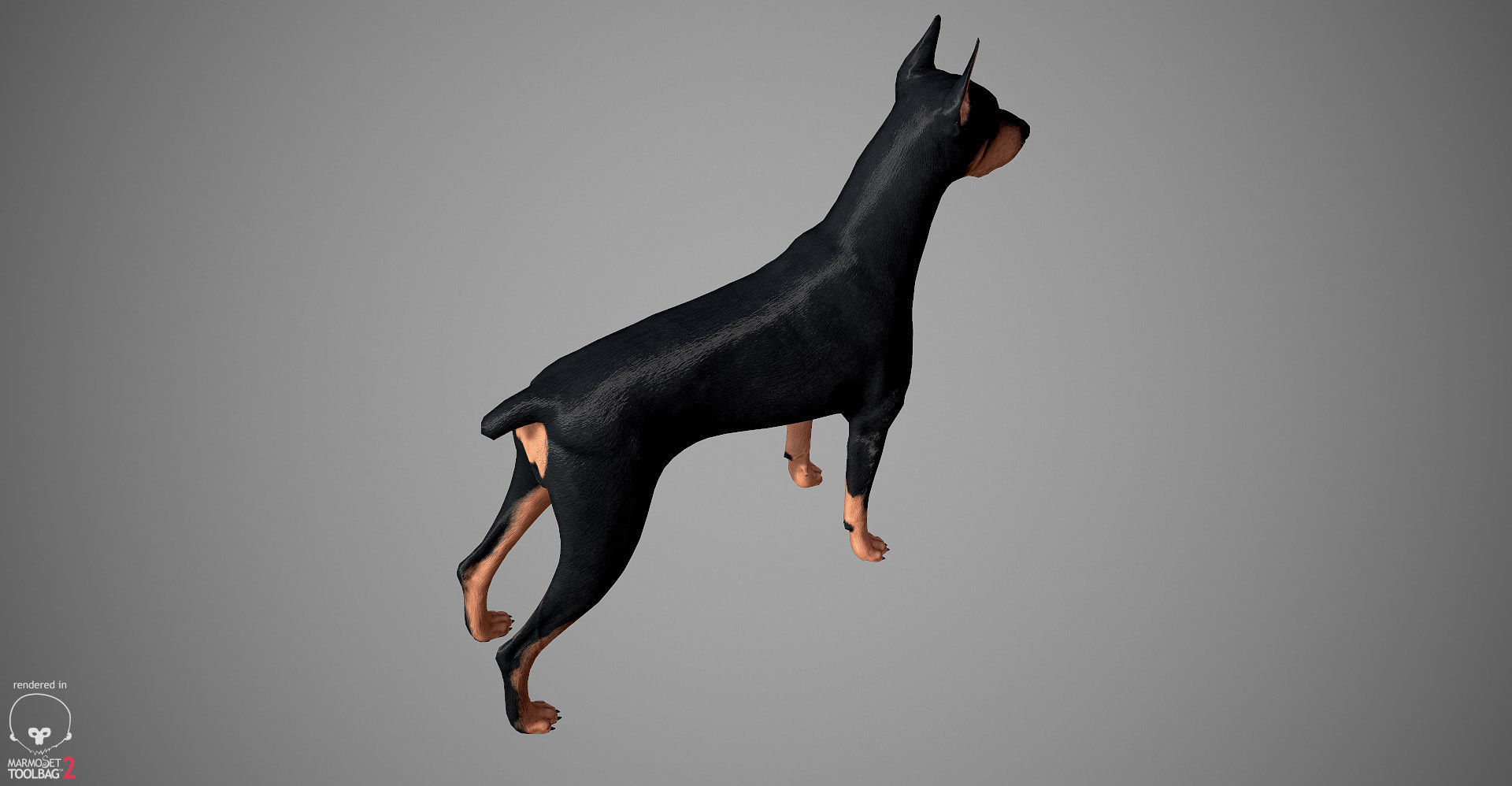 Doberman Real-Time Low-poly 3D model_10