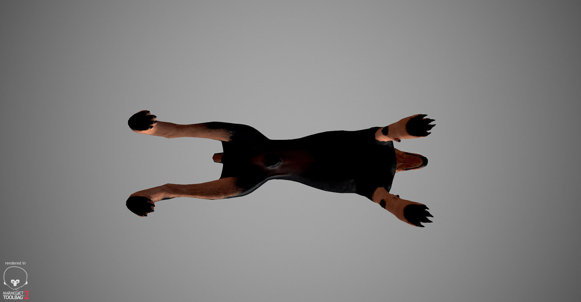 Doberman Real-Time Low-poly 3D model_12