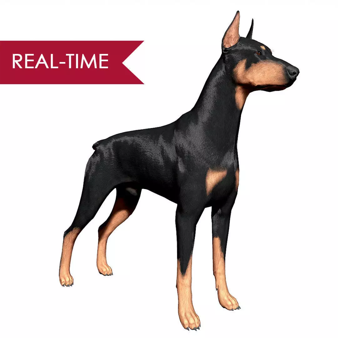 Doberman Real-Time Low-poly 3D model_0