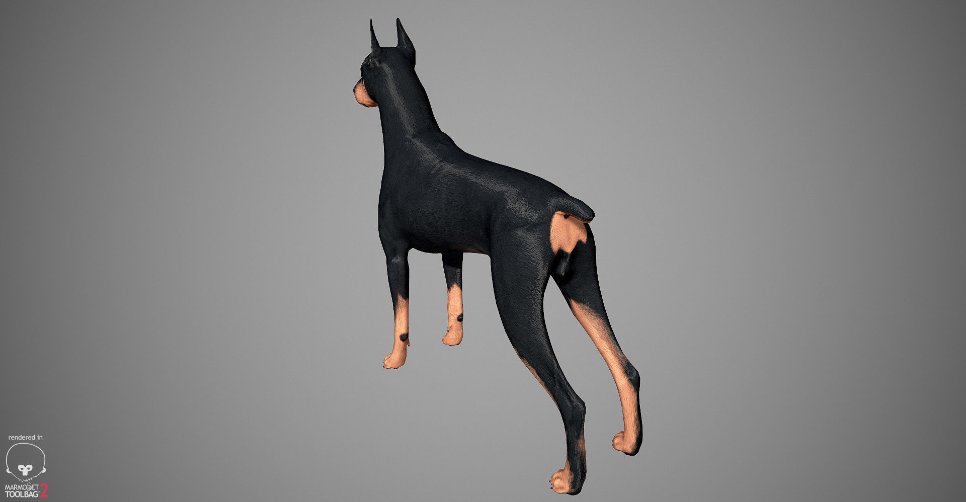 Doberman Real-Time Low-poly 3D model_8