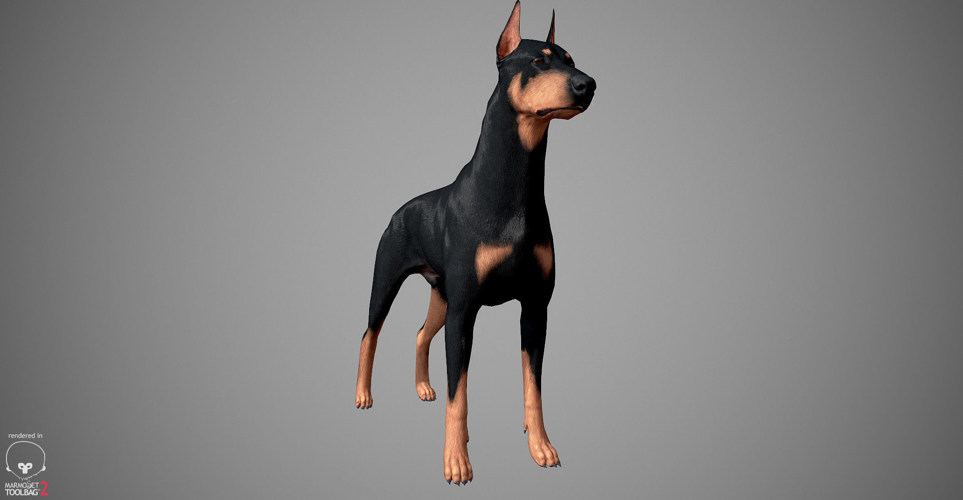 Doberman Real-Time Low-poly 3D model_3