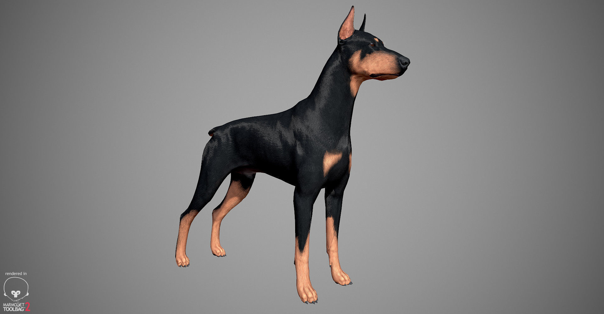 Doberman Real-Time Low-poly 3D model_2