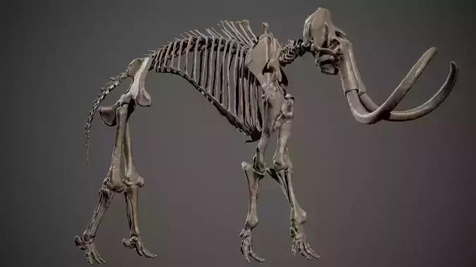 Mammoth Skeleton 3D Scan High-Resolution Fossil Model