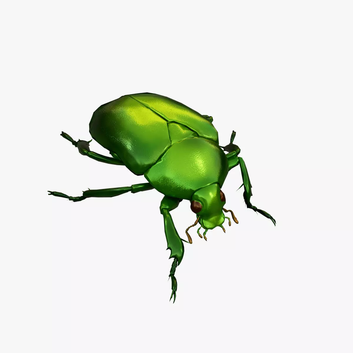 Green Scarab Beetle Green Chafer Mimela splendens gyllenhaal Low-poly 3D model