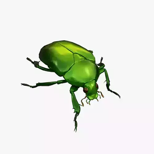 Green Scarab Beetle Green Chafer Mimela splendens gyllenhaal  Low-poly 3D model