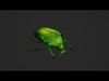 Green Scarab Beetle Green Chafer Mimela splendens gyllenhaal  Low-poly 3D model_1