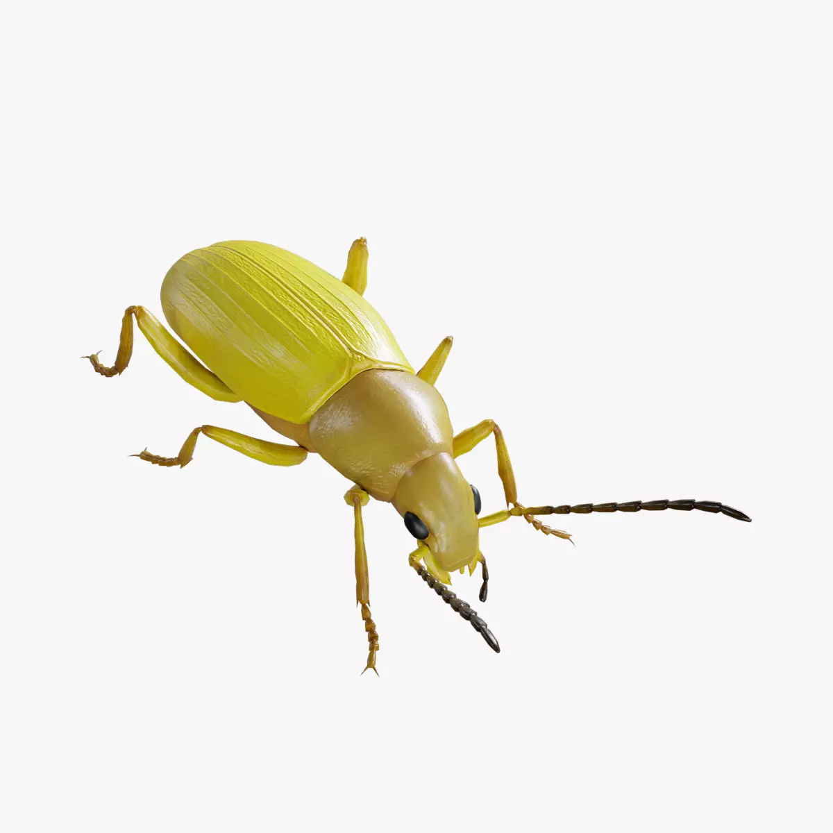 Beetle Cistelomorpha Melanopyga Low-poly 3D model_0