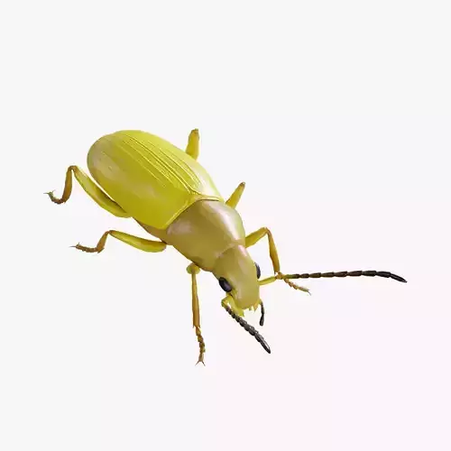 Beetle Cistelomorpha Melanopyga Low-poly 3D model