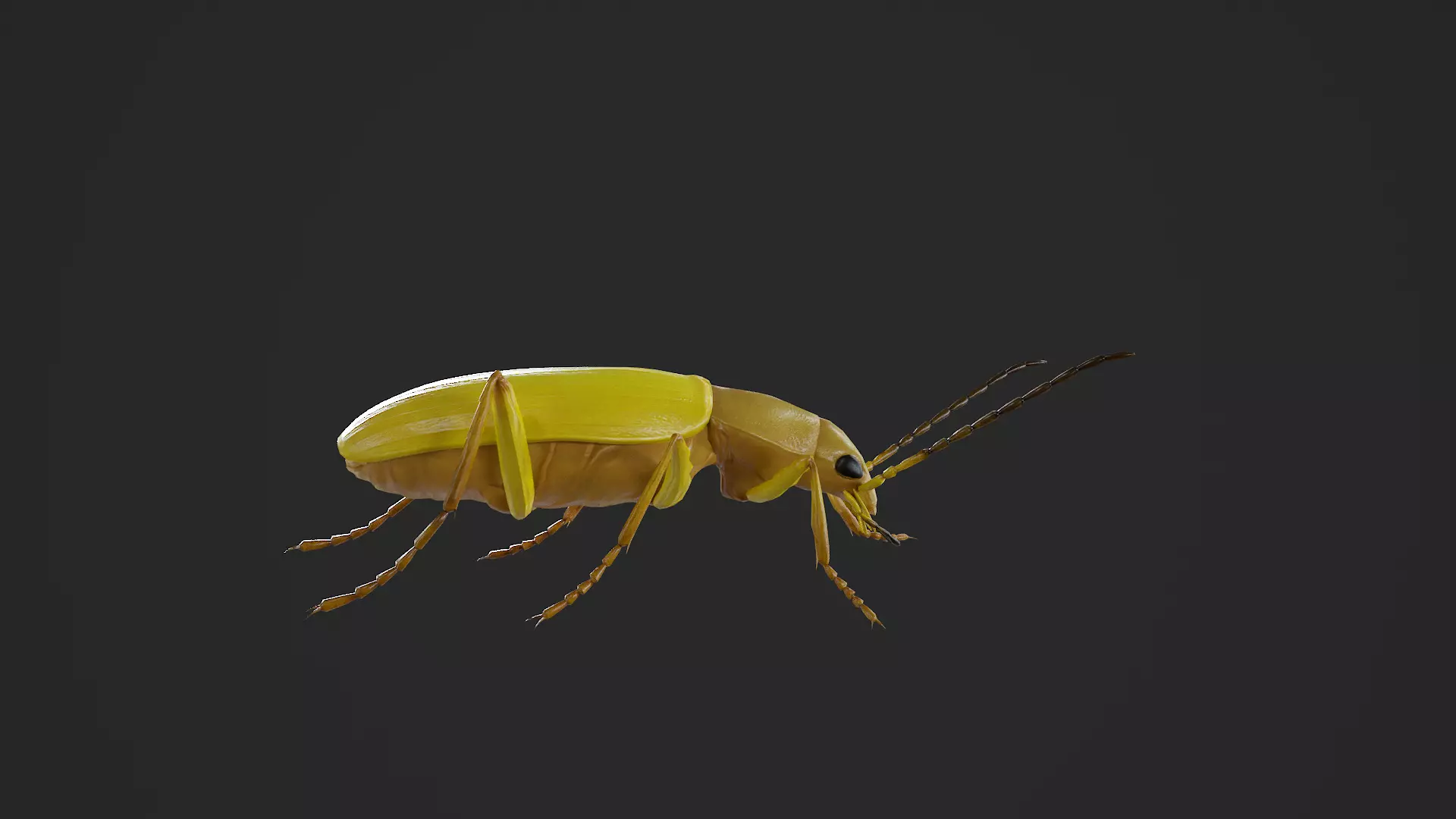 Beetle Cistelomorpha Melanopyga Low-poly 3D model_4