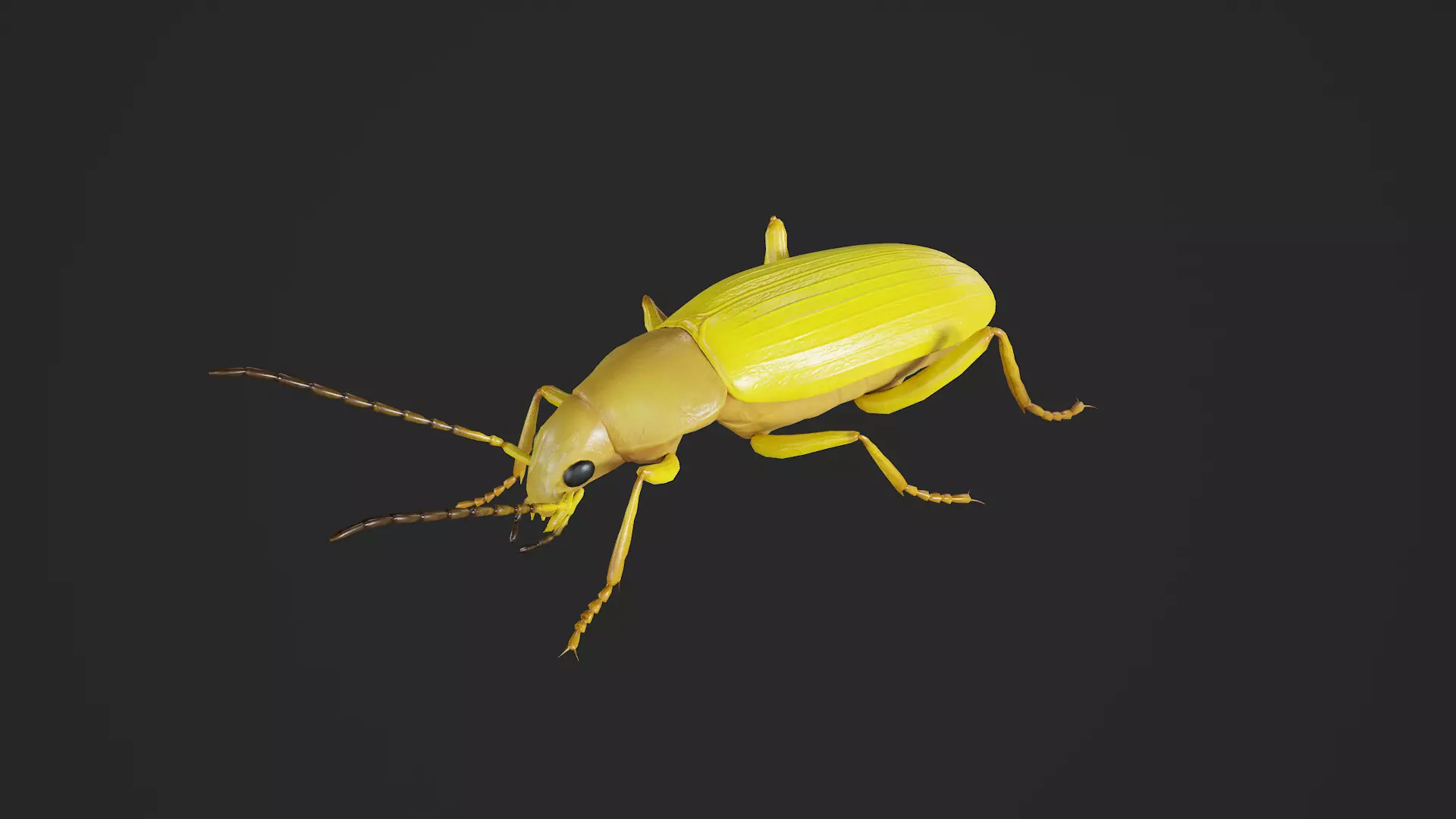 Beetle Cistelomorpha Melanopyga Low-poly 3D model_7