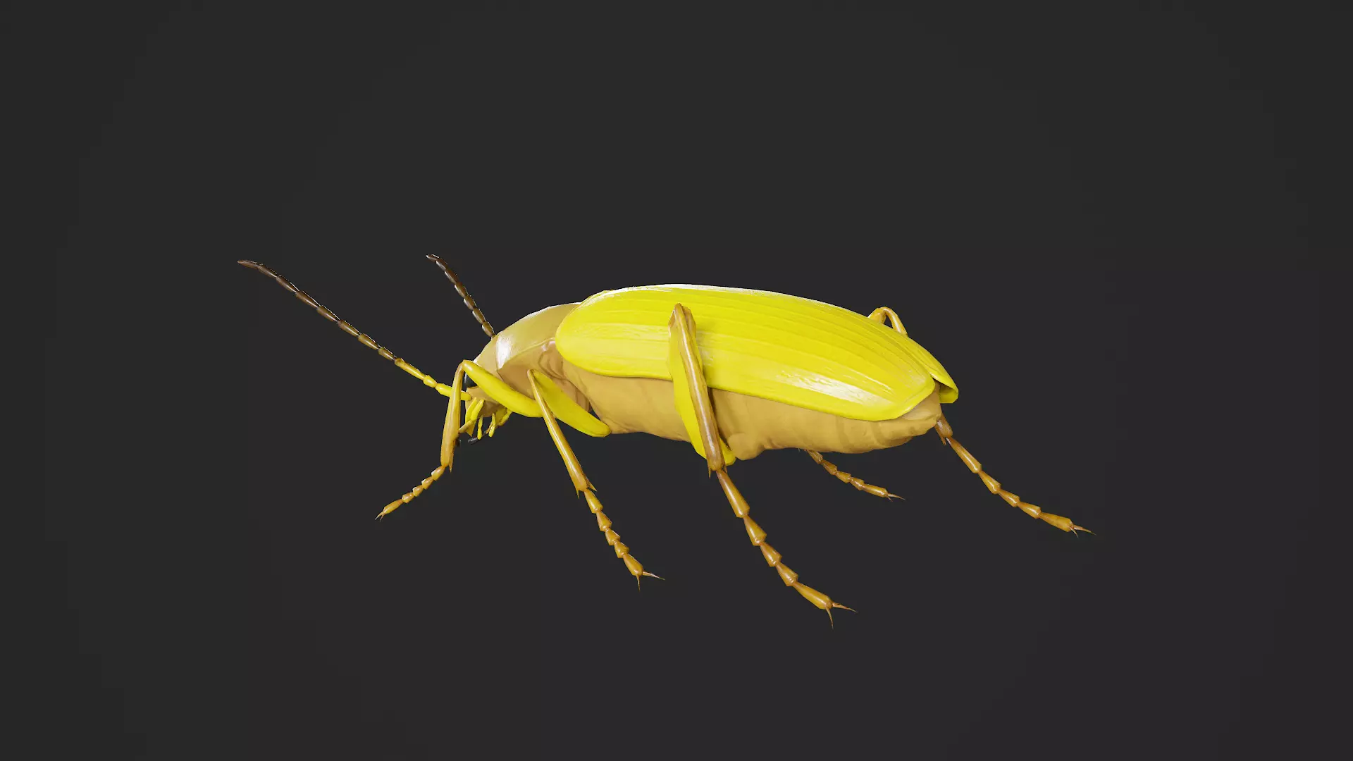 Beetle Cistelomorpha Melanopyga Low-poly 3D model_6