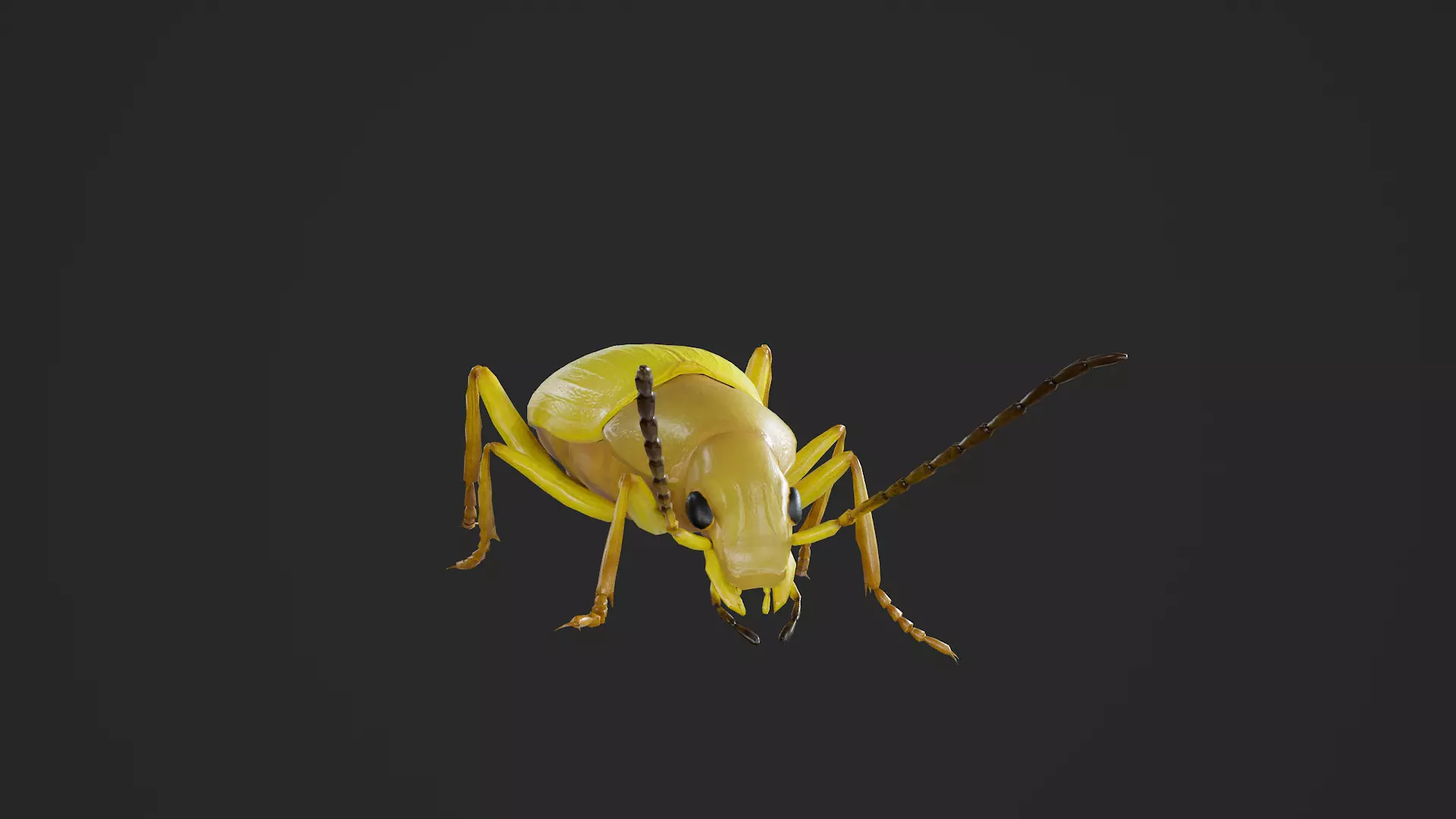 Beetle Cistelomorpha Melanopyga Low-poly 3D model_5