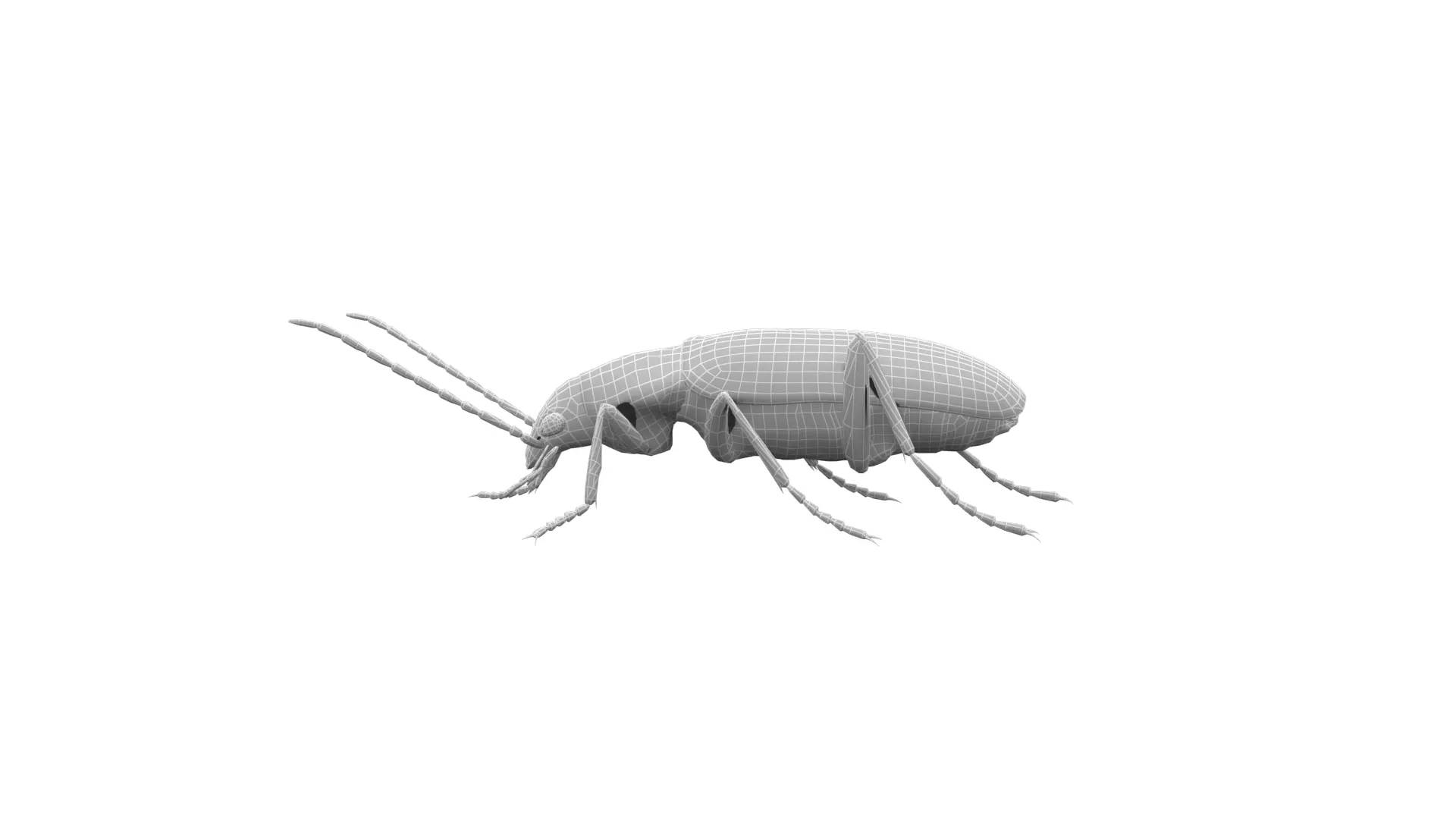 Beetle Cistelomorpha Melanopyga Low-poly 3D model_8