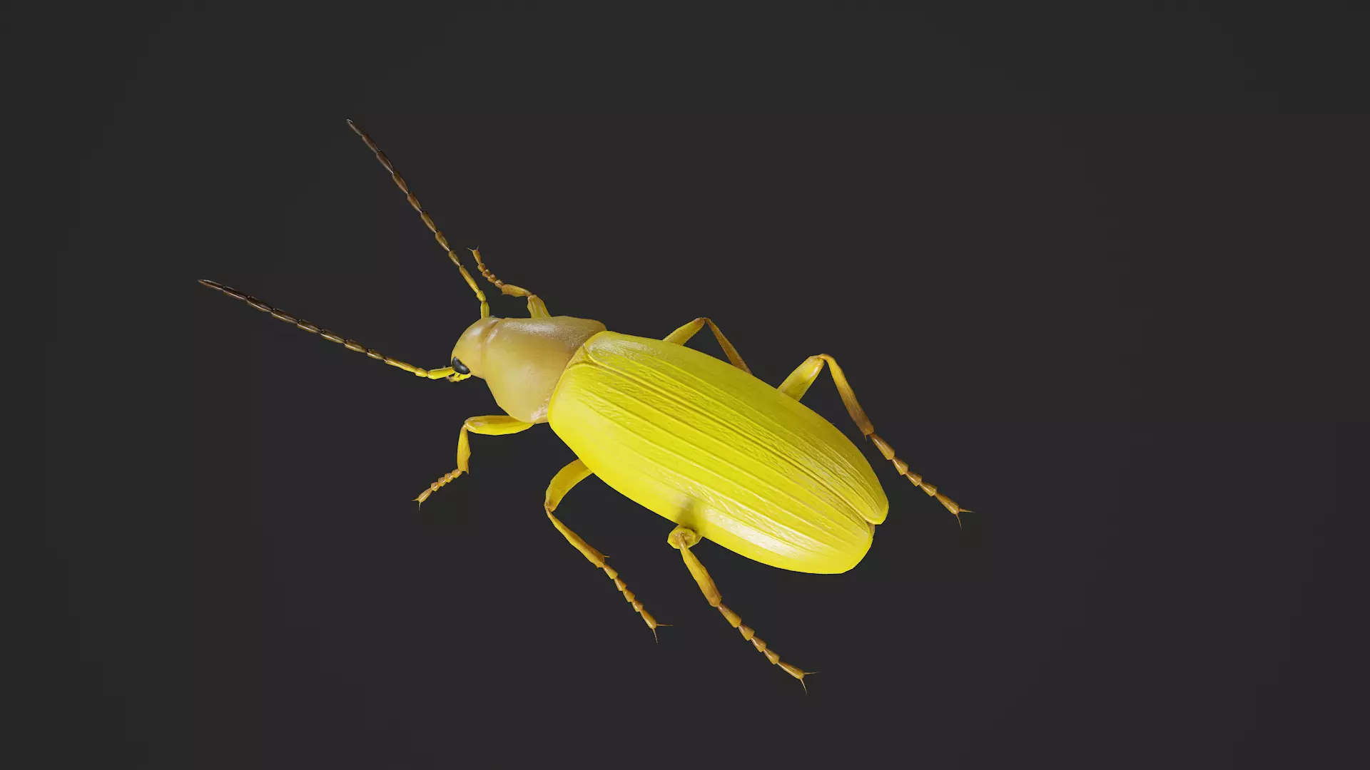 Beetle Cistelomorpha Melanopyga Low-poly 3D model_3