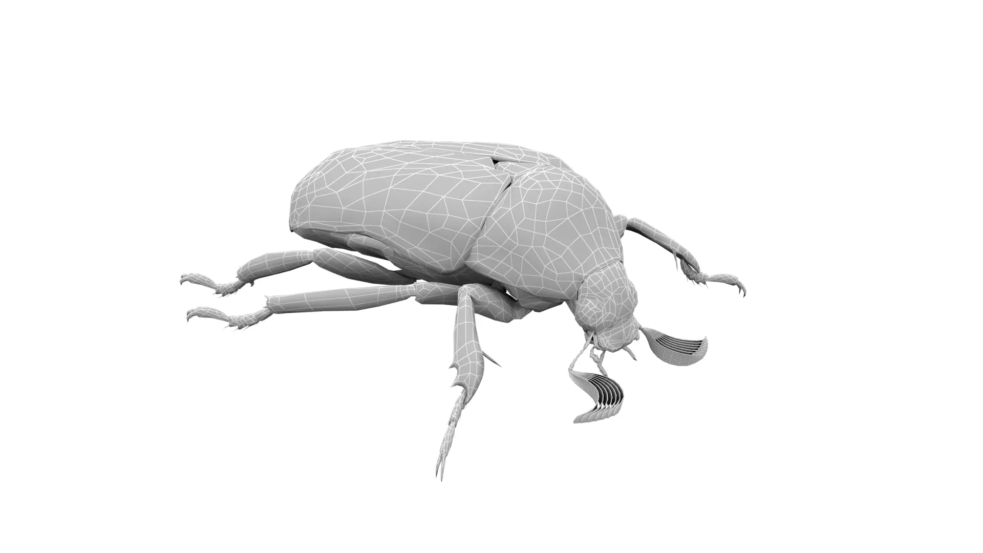 Cockchafer June Beetle May Beetle Polyphylla Laticollis Low-poly 3D model_8