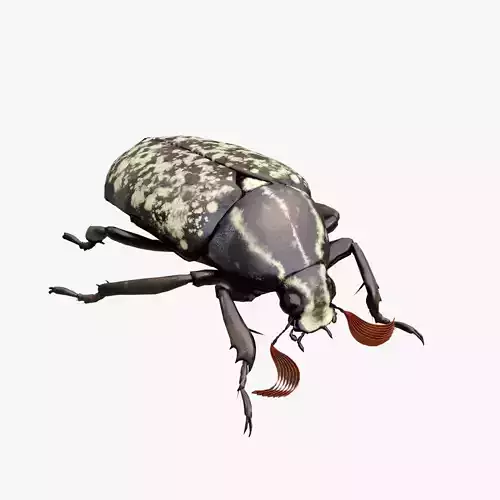 Cockchafer June Beetle May Beetle Polyphylla Laticollis Low-poly 3D model