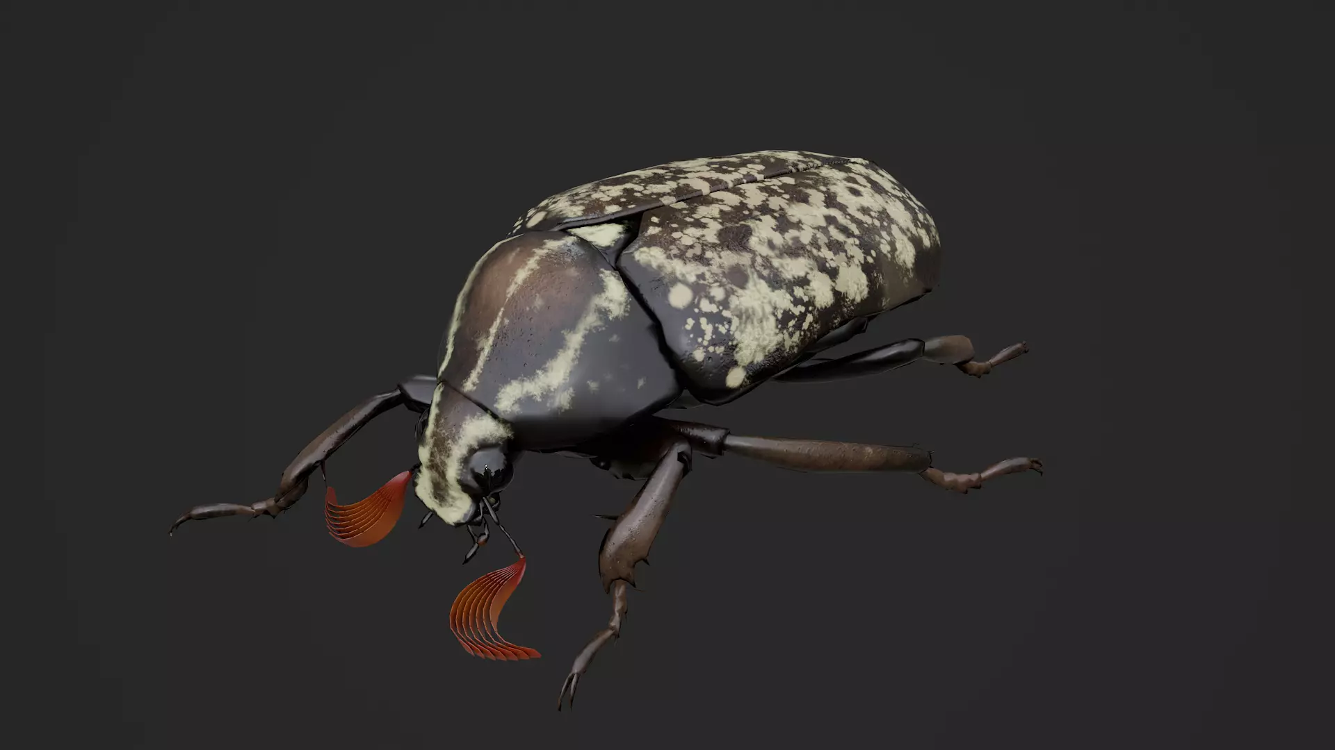 Cockchafer June Beetle May Beetle Polyphylla Laticollis Low-poly 3D model_4