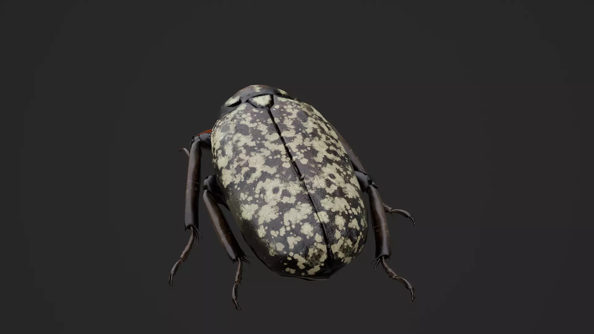 Cockchafer June Beetle May Beetle Polyphylla Laticollis Low-poly 3D model_6