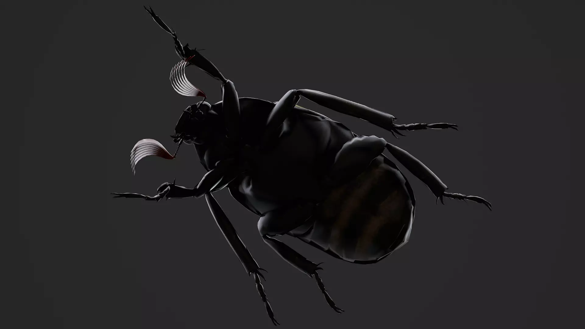 Cockchafer June Beetle May Beetle Polyphylla Laticollis Low-poly 3D model_5