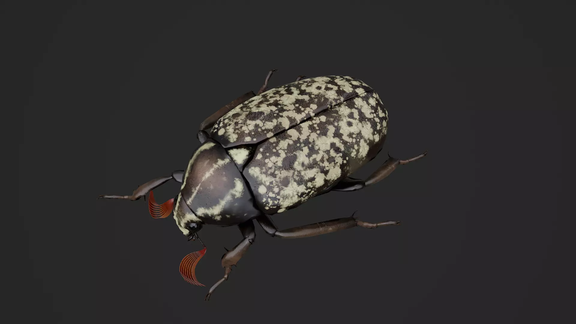 Cockchafer June Beetle May Beetle Polyphylla Laticollis Low-poly 3D model_7