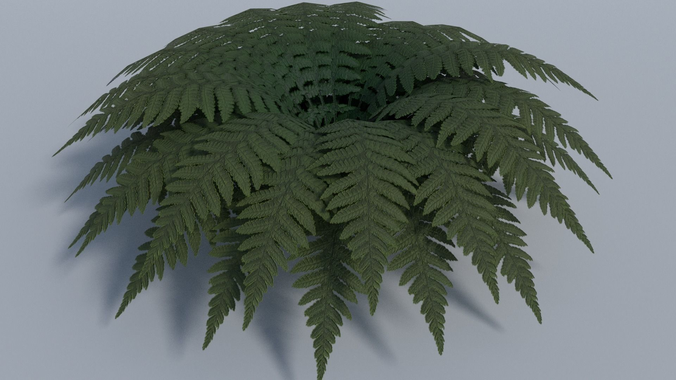 Fern - Low Poly plant