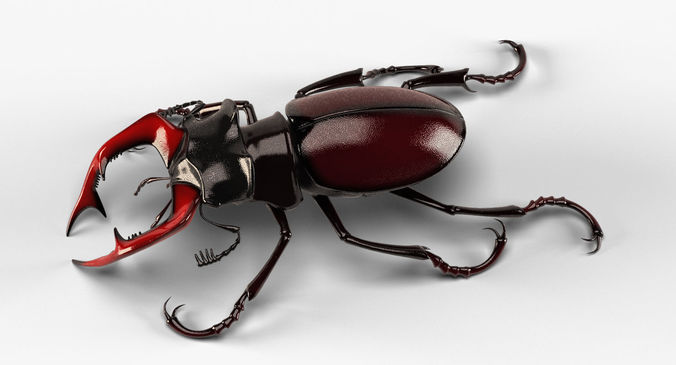Stag Beetle 3D model