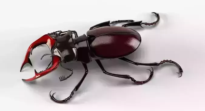 Stag Beetle 3D model