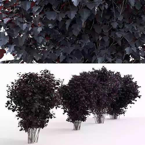 Physocarpus opulifolius 12 bushes  3D model