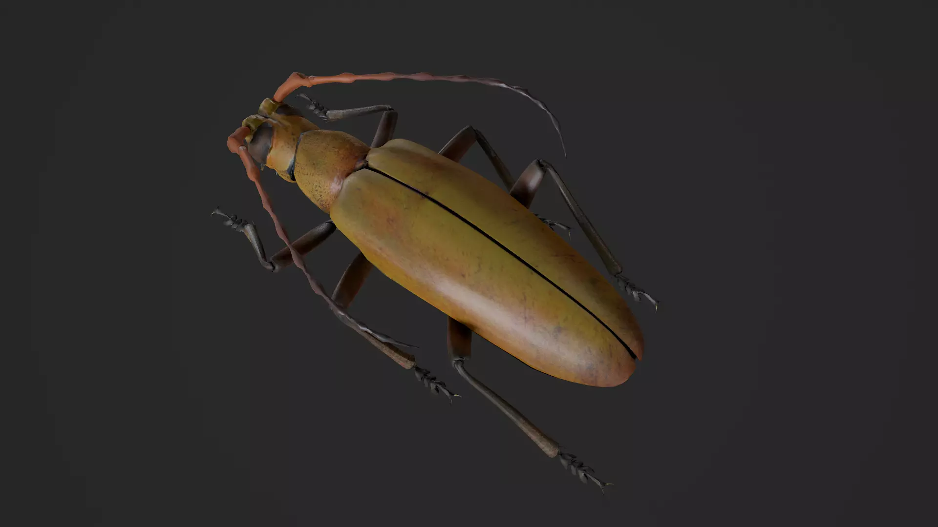 Longhorn Beetle Mantitheus Pekinensis Low-poly 3D model_3