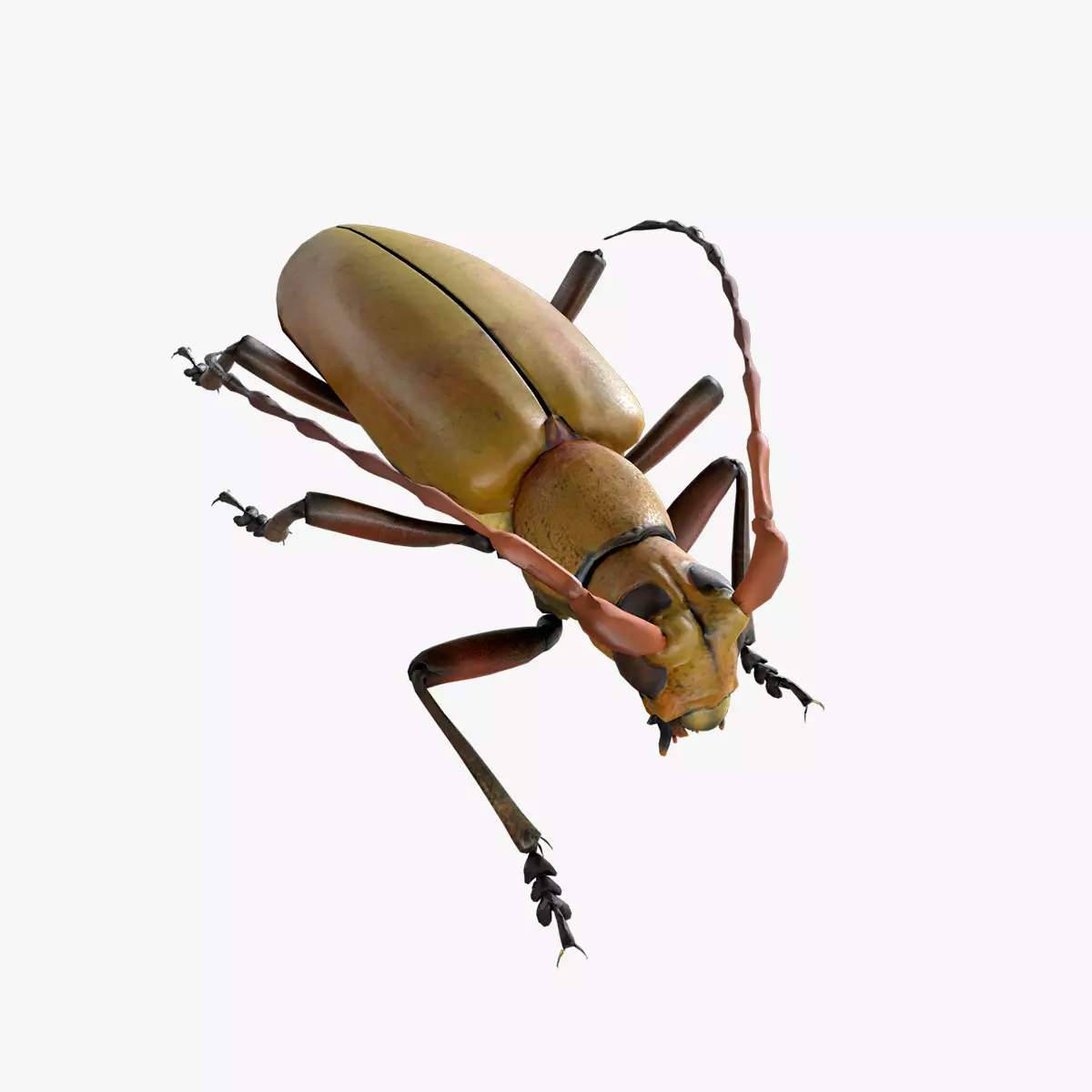 Longhorn Beetle Mantitheus Pekinensis Low-poly 3D model_0