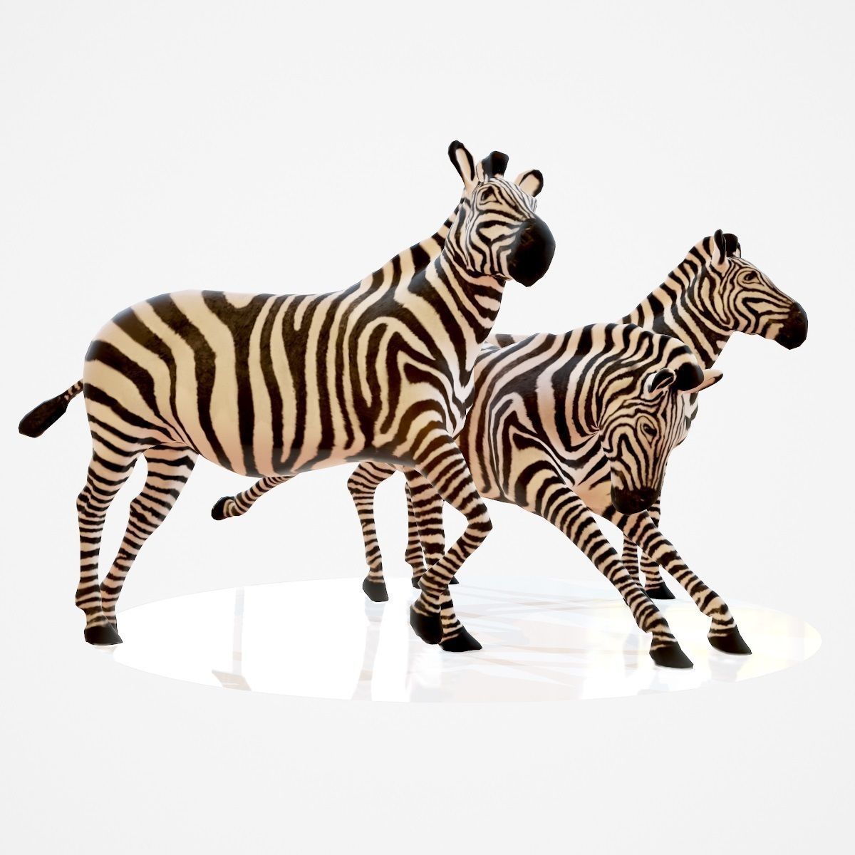 Zebra Rigged Low-poly 3D model_2