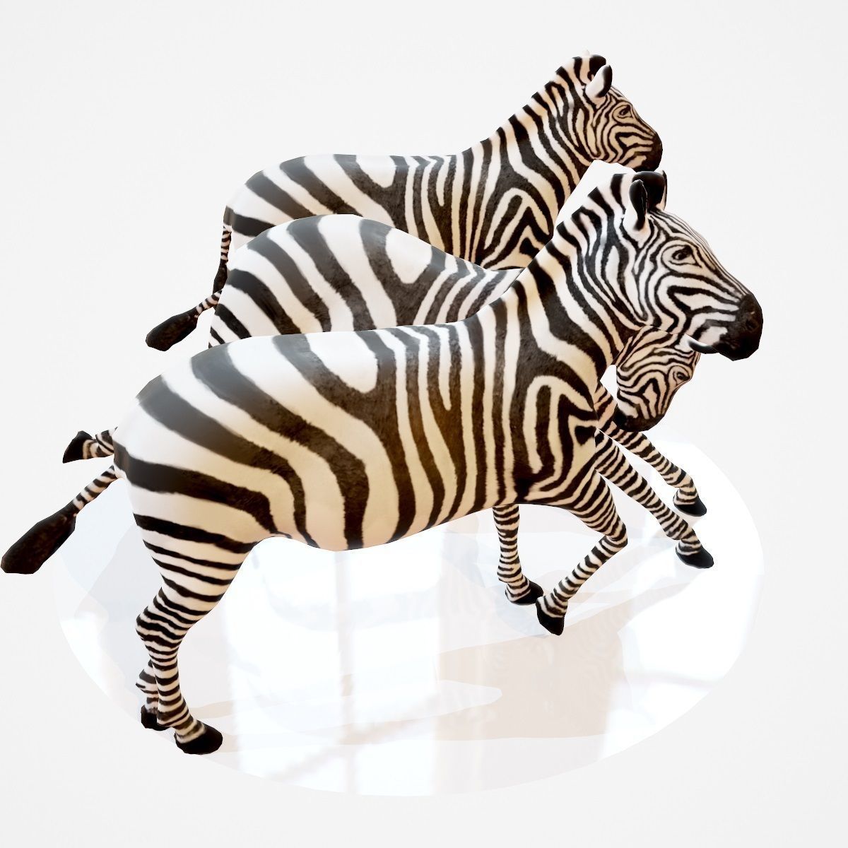 Zebra Rigged Low-poly 3D model_6