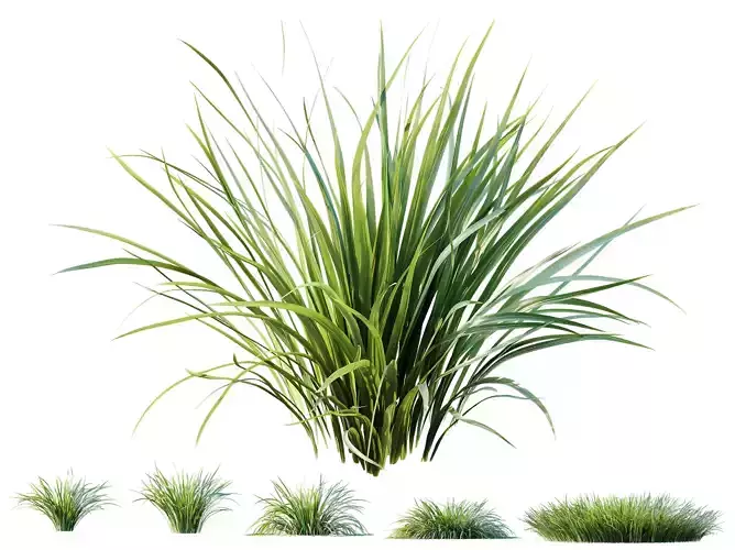 AV Plant Acorus Gramineus Pusillus Ogon Grass