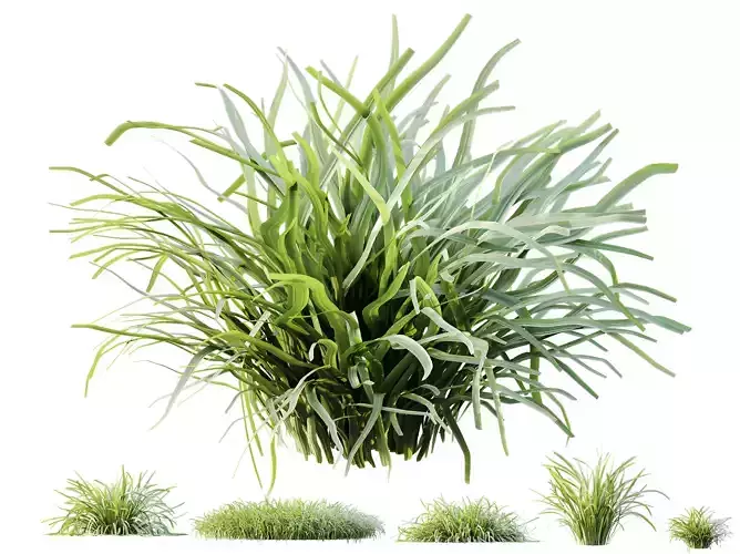 AV Plant Acorus Gramineus Pusillus Ogon Grass02