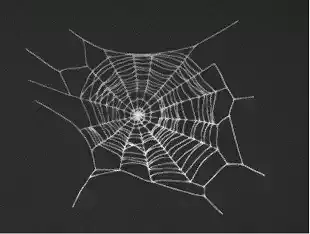 Cobweb 3D Model Collection