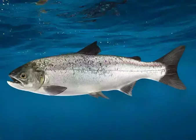Realistic Salmon Animated