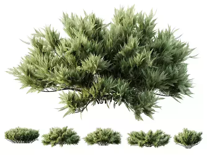 AV Plant Blue Sargent Juniper Parsoni Gallon Sabina Chinensis