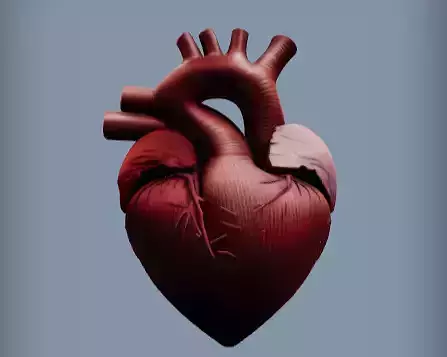 Realistic human heart 3d model