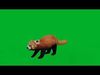 Lesser Red Panda Low-poly 3D model_1