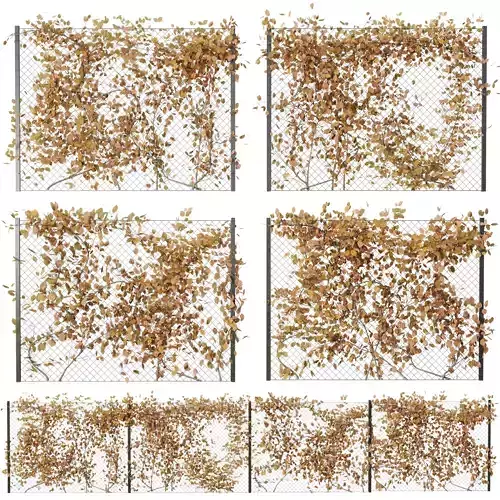  Ivy plant dry on Fence 07