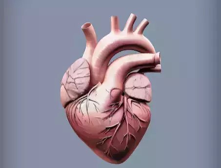 Human heart anatomical 3d model