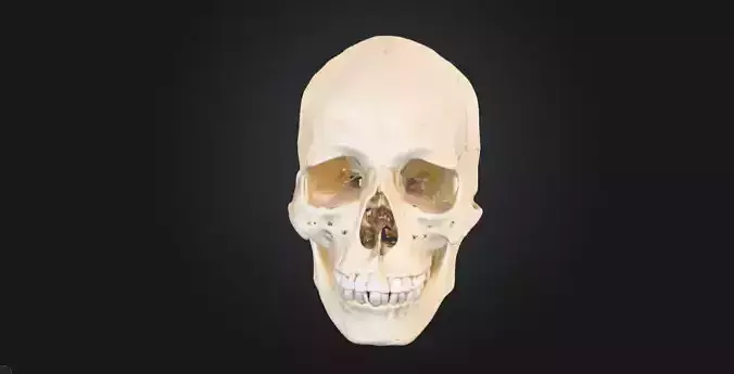 Realistic Human Skull Anatomy