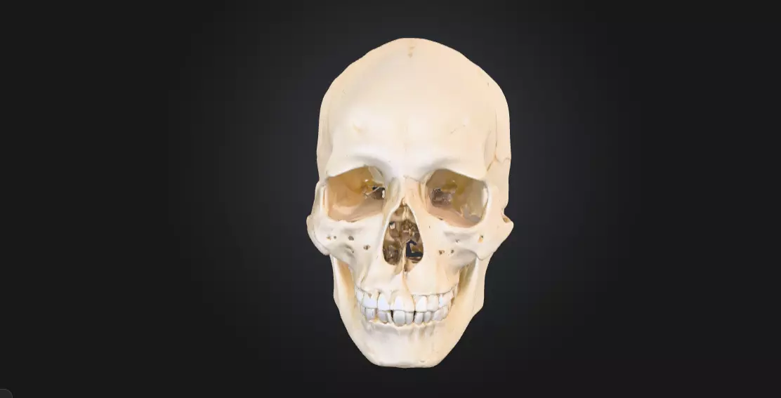 Realistic Human Skull Anatomy 3D print model