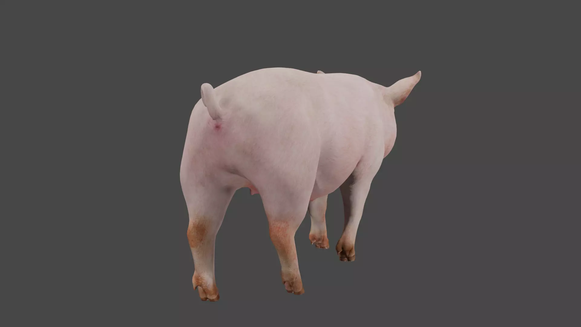 pig in pink 3D model_5