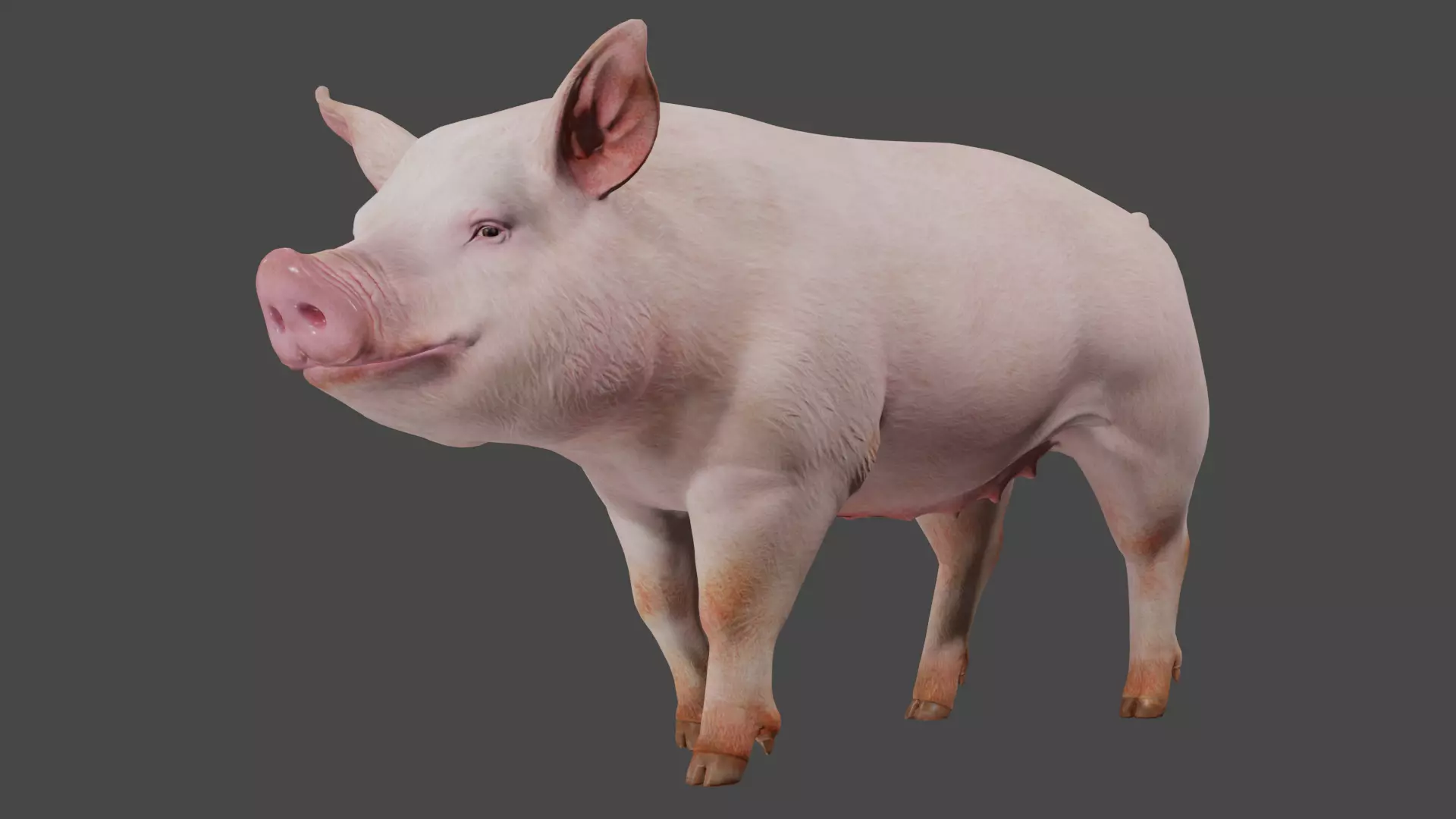 pig in pink 3D model_0