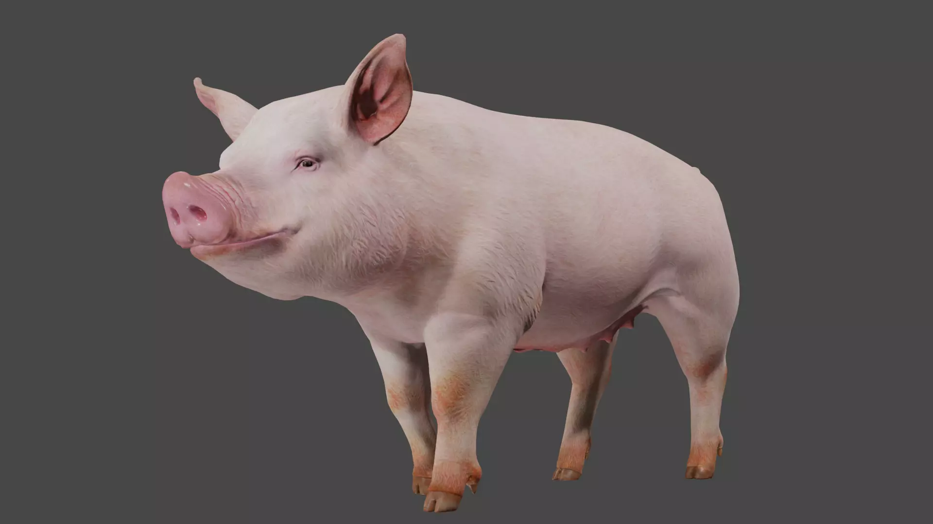 pig in pink 3D model_9