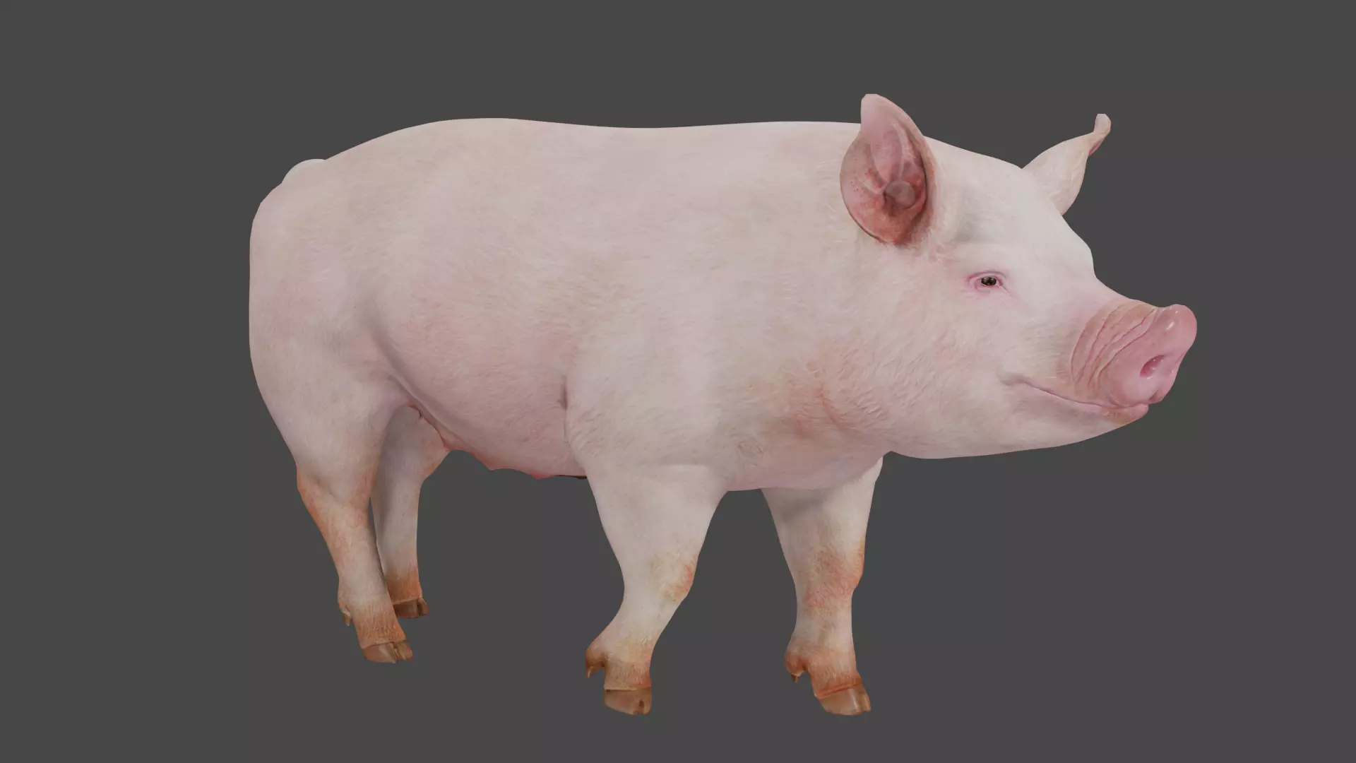 pig in pink 3D model_6