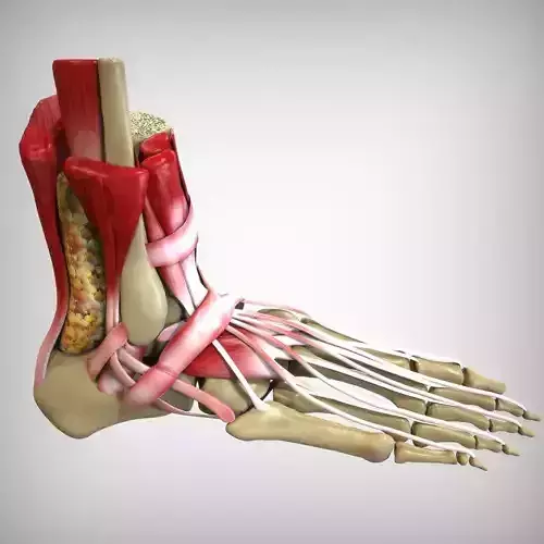 3D foot anatomy model