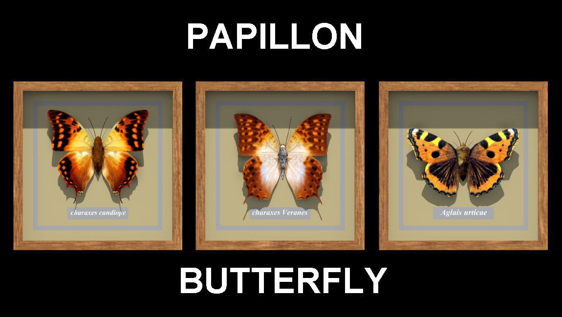 decoration butterfly 3D model_1